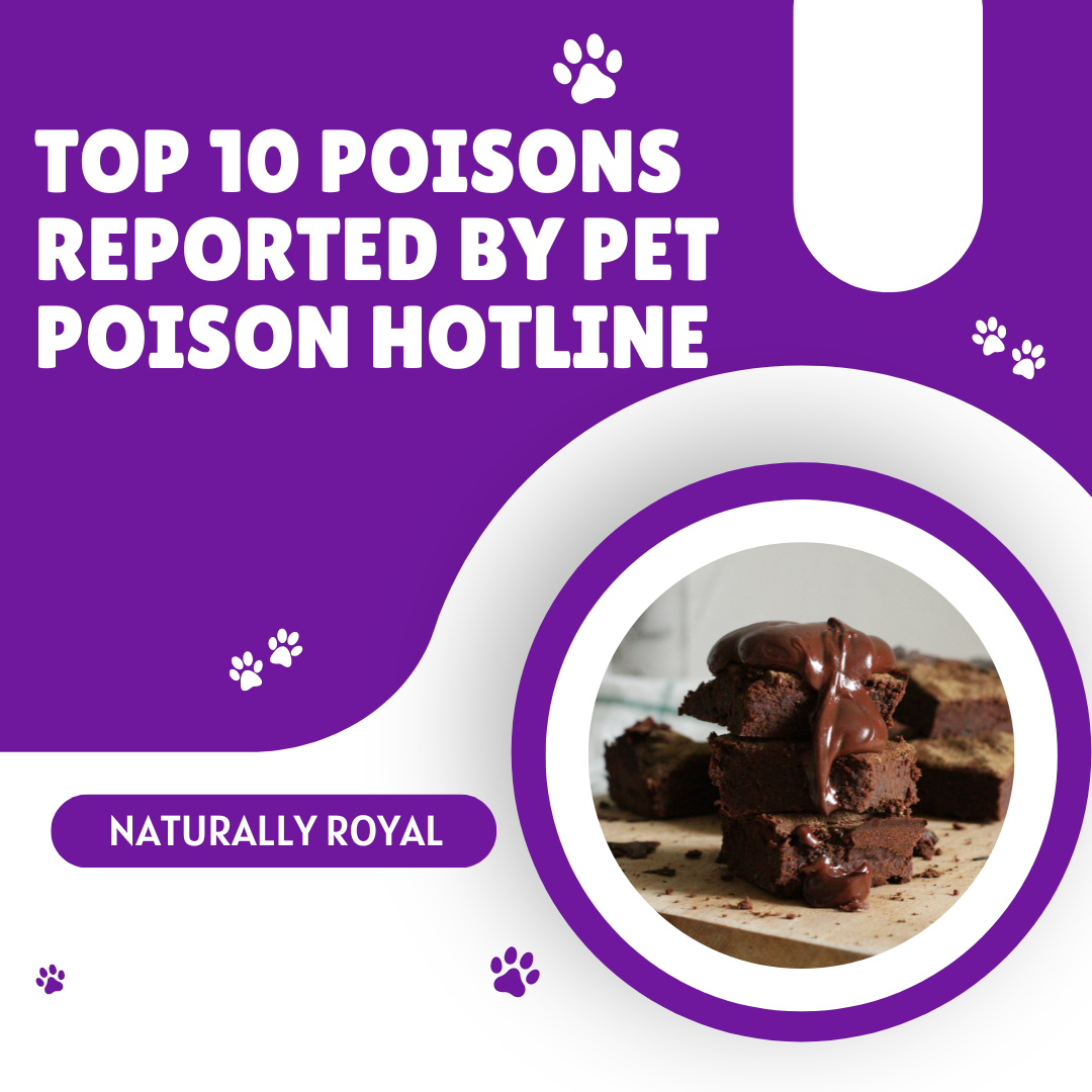 Top 10 Poisons Reported by Pet Poison Hotline Naturally Royal