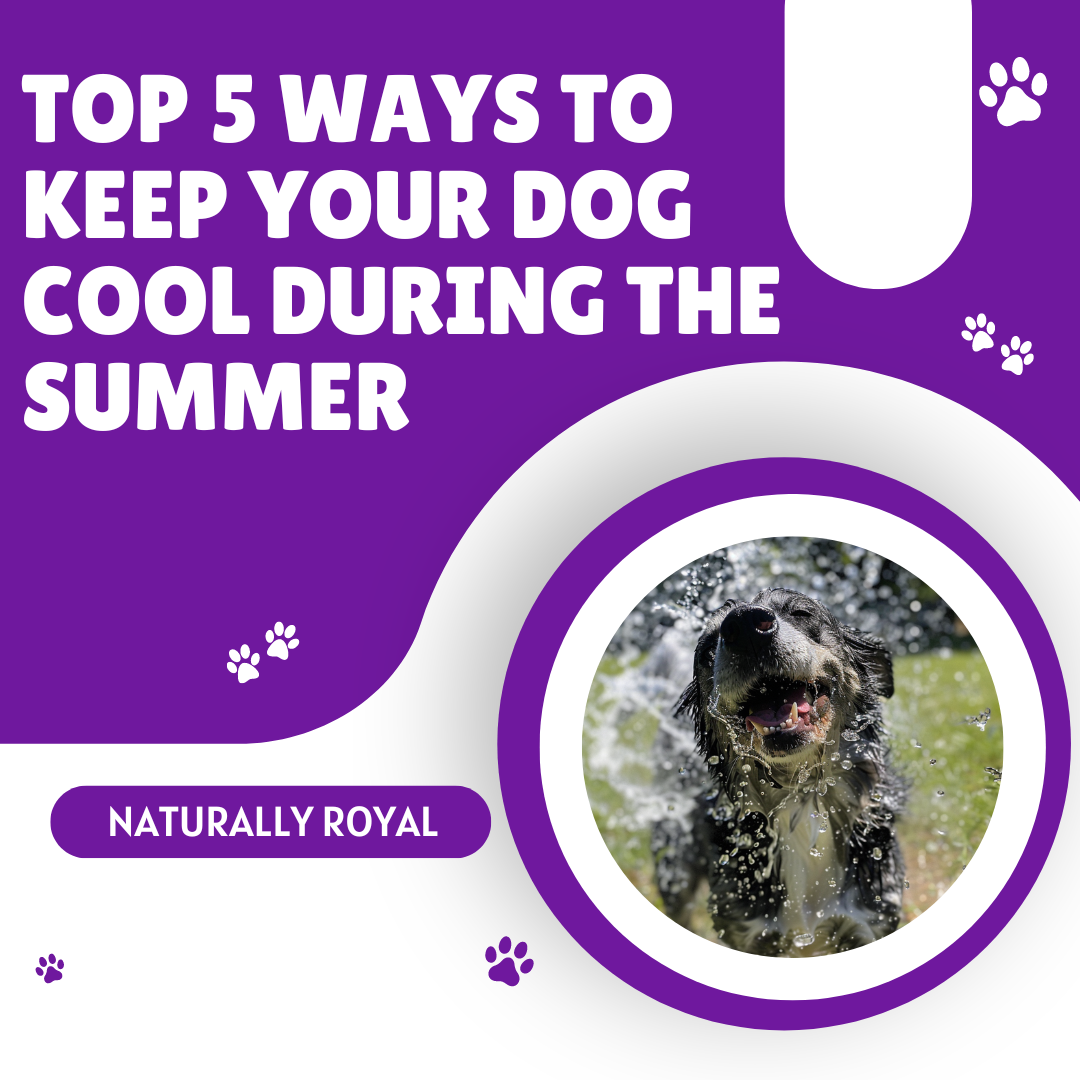 Stunning Frugal Ways To Keep Your Dog Cool image