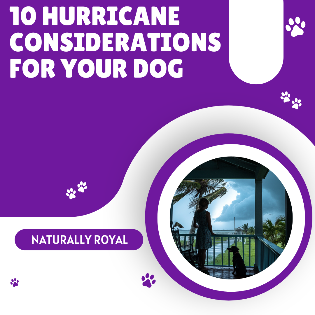 10 Hurricane Considerations for Your Dog