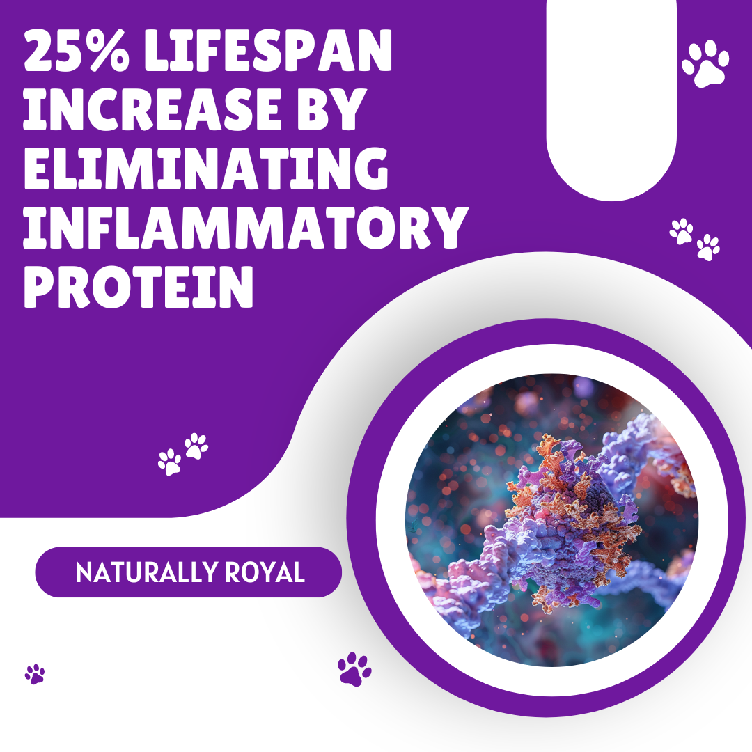 25% Lifespan Increase by Eliminating Inflammatory Protein