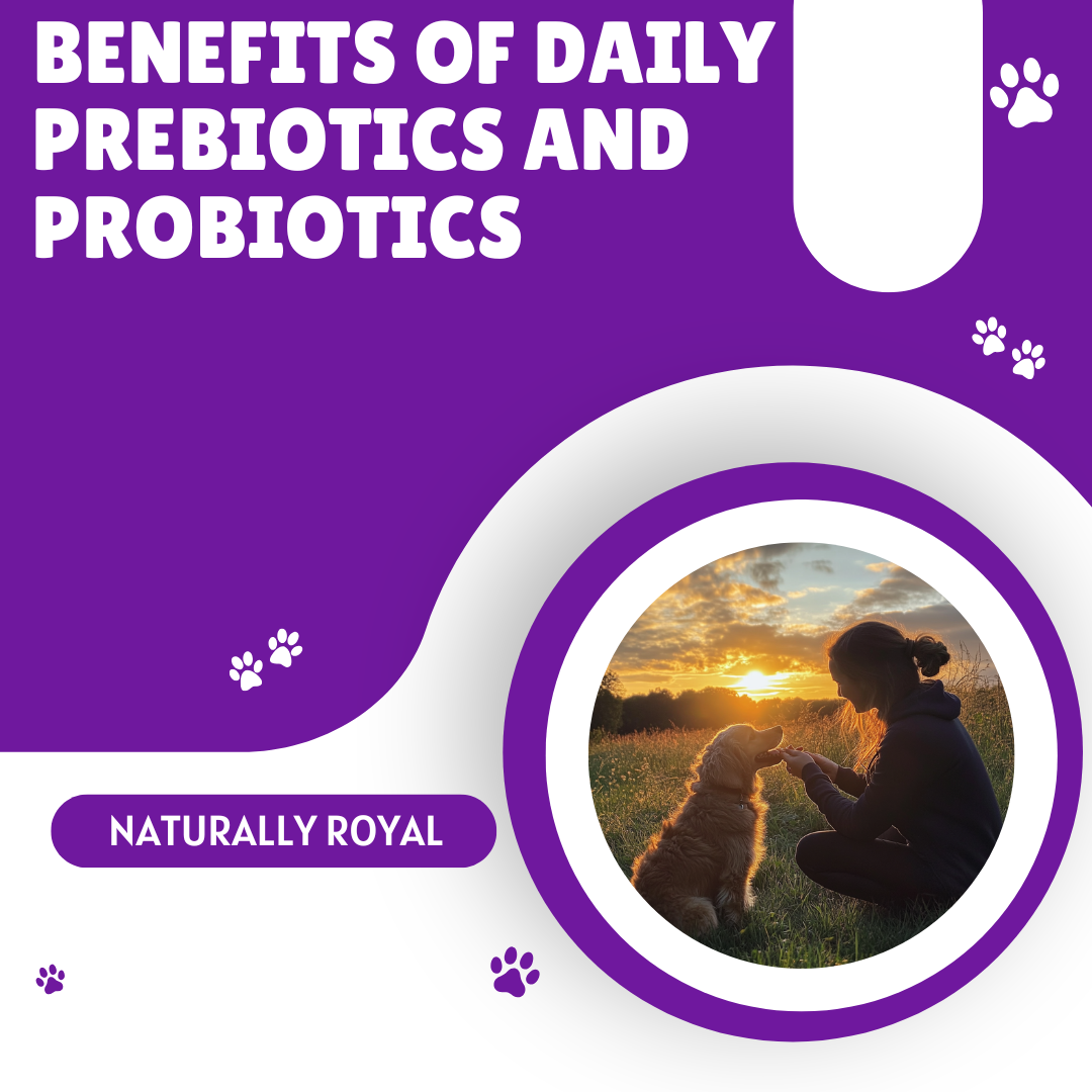 Benefits of Daily Prebiotics and Probiotics