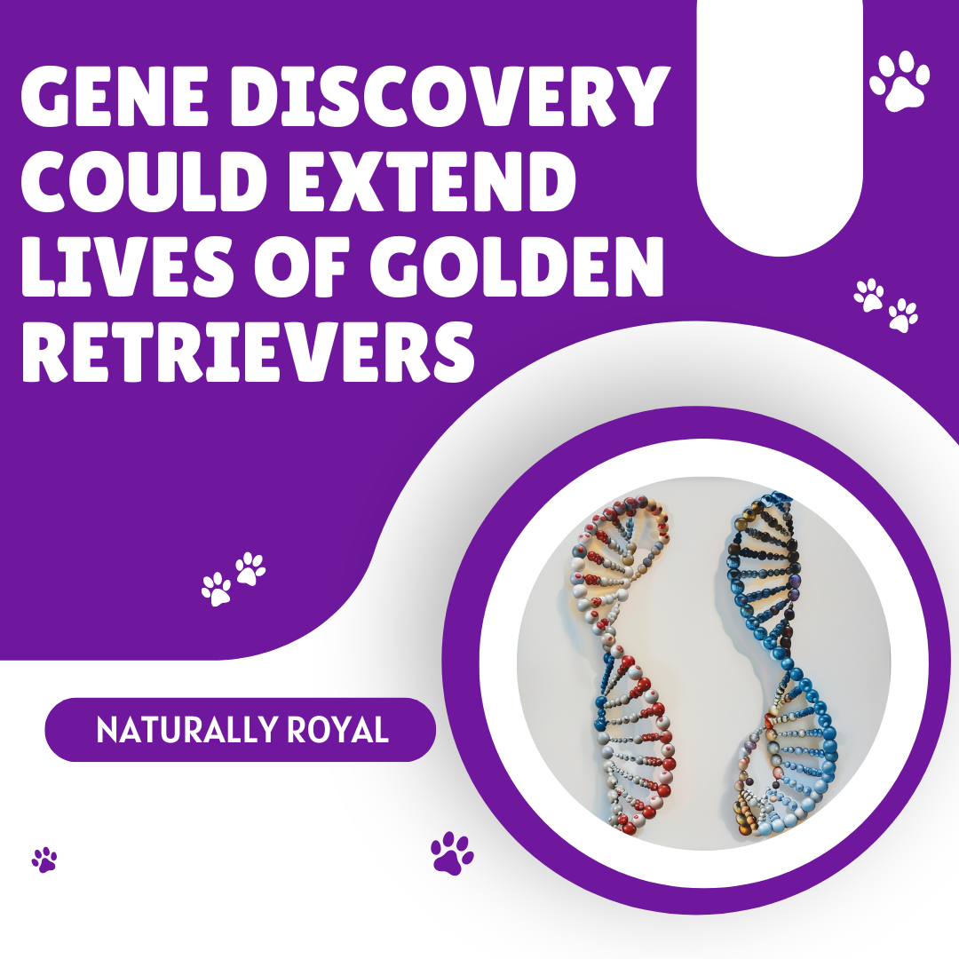 Gene Discovery Could Extend Lives of Golden Retrievers