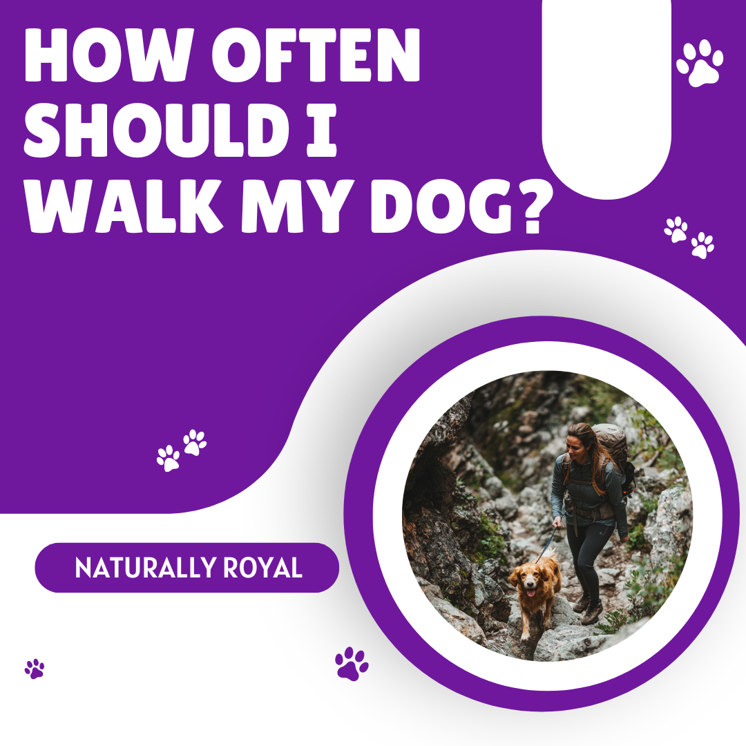 How Often Should I Walk My Dog?