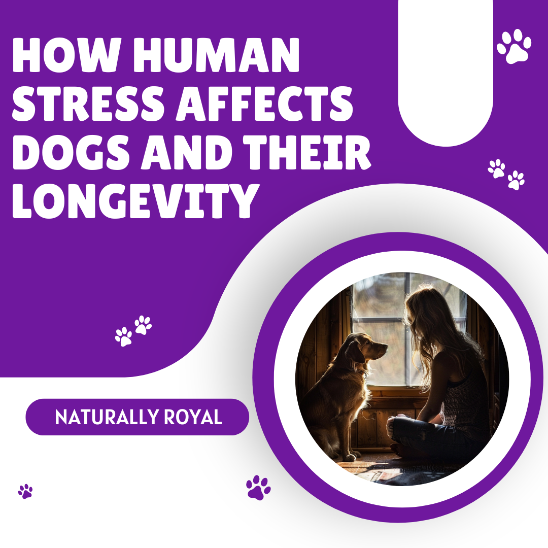 How Human Stress Affects Dogs and Their Longevity