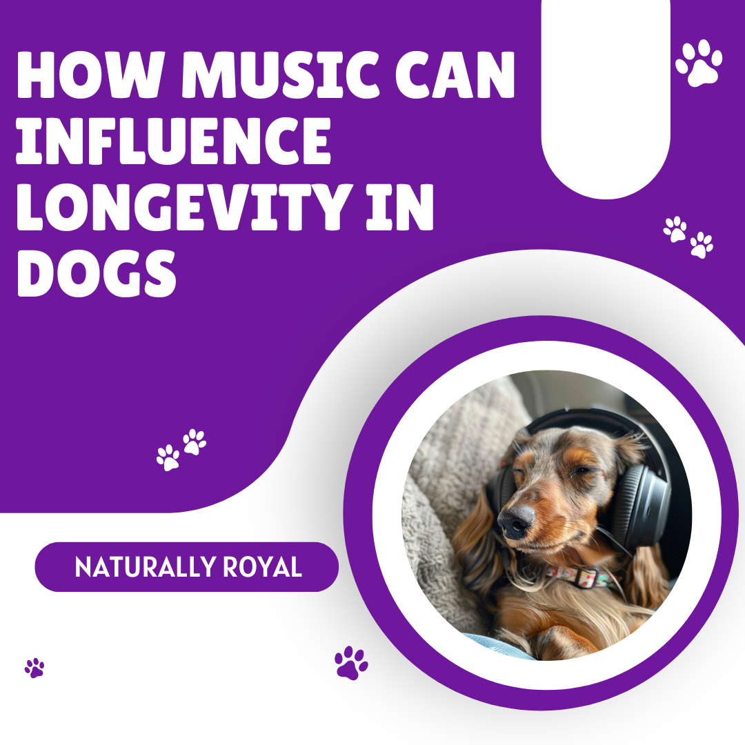 How Music Can Influence Longevity in Dogs