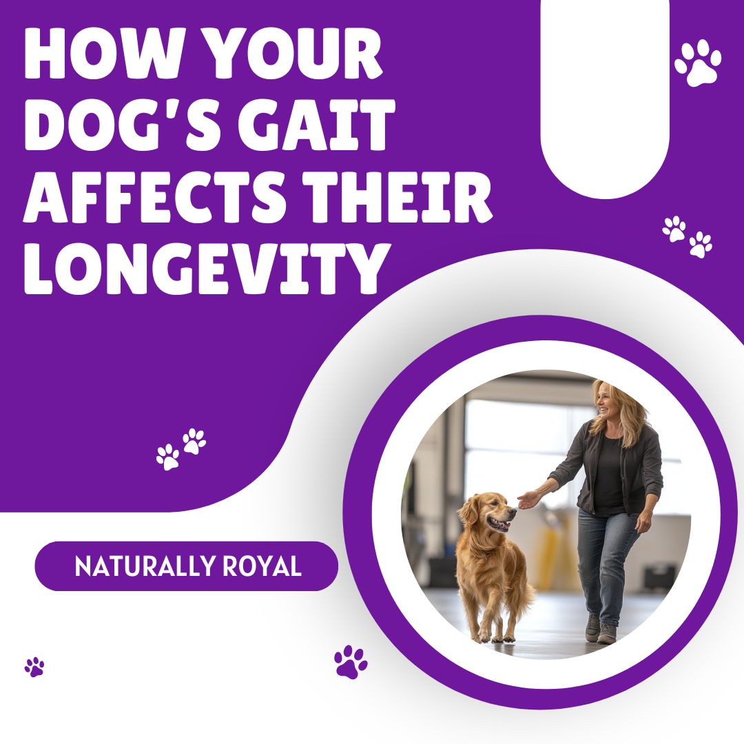 How Your Dog’s Gait Affects Their Longevity