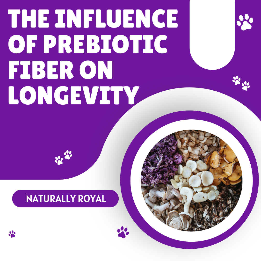 The Influence of Prebiotic Fiber on Longevity