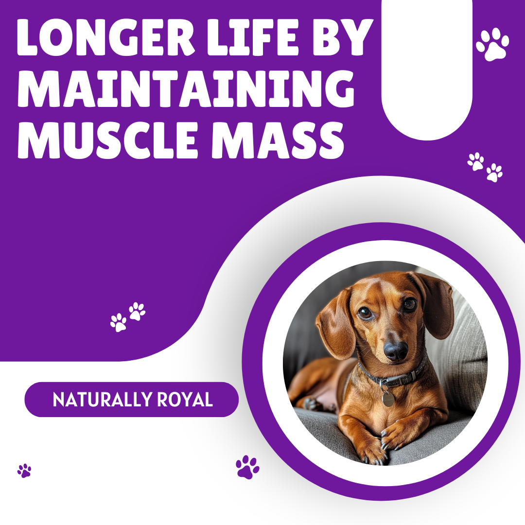 Longer Life by Maintaining Muscle Mass