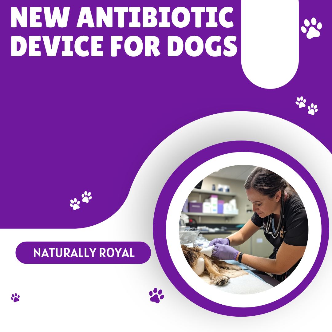 New Antibiotic Device for Dogs