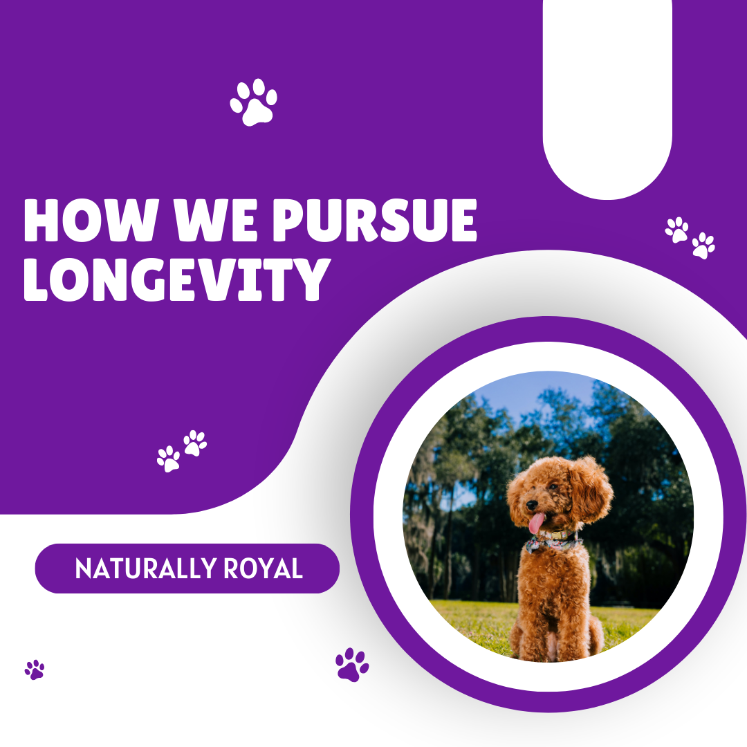 How We Pursue Longevity