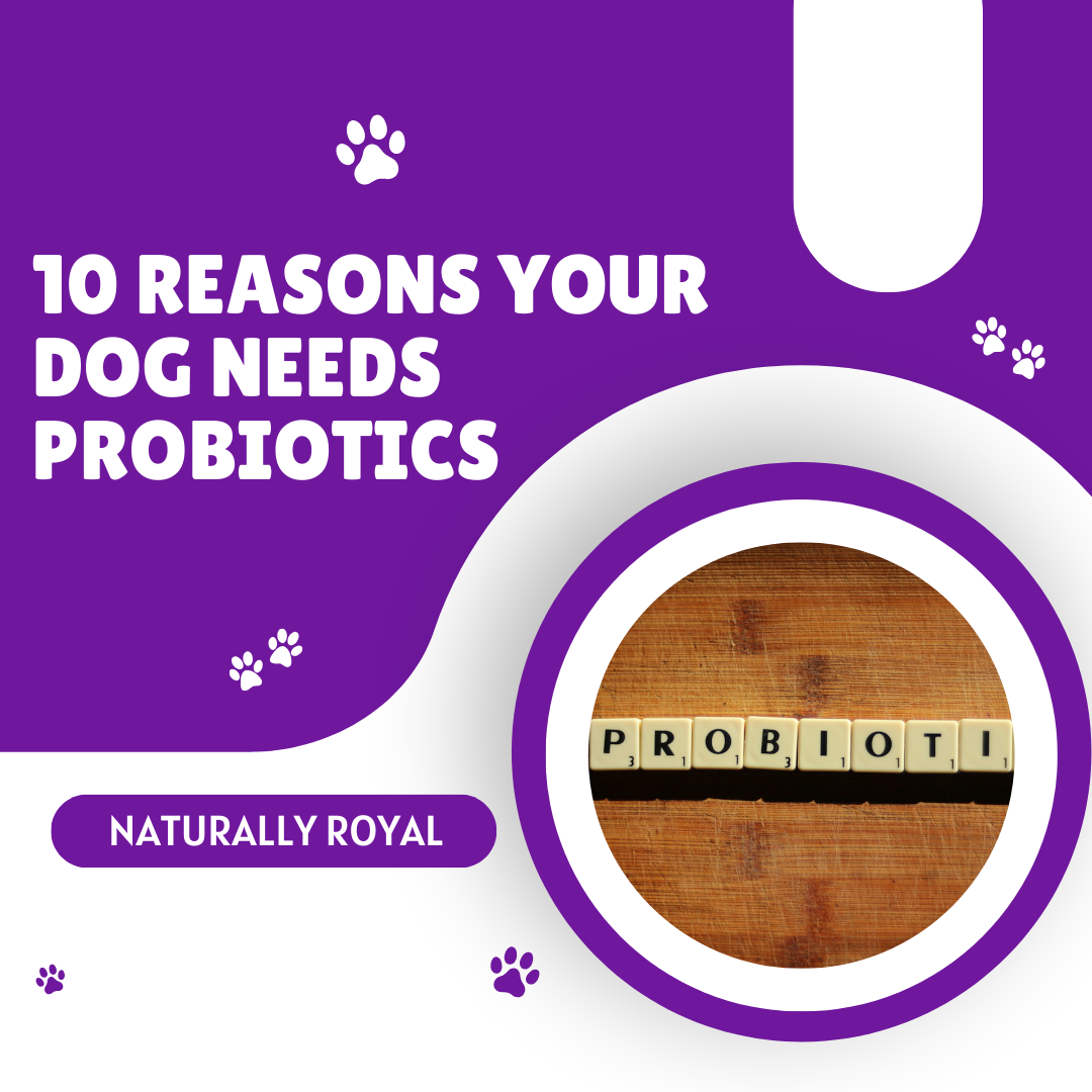 10 Reasons Your Dog Needs Probiotics