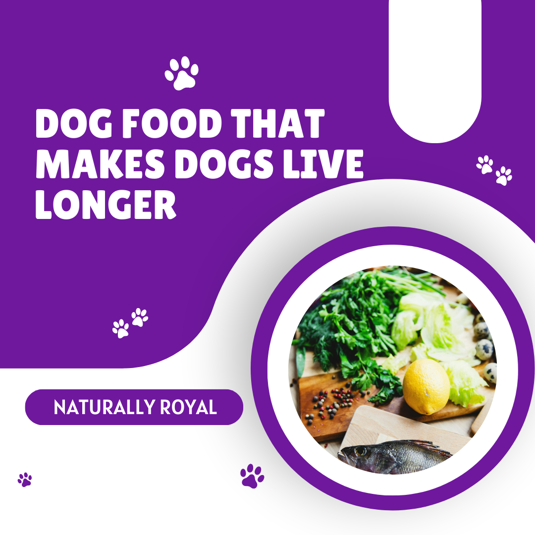 Dog Food That Makes Dogs Live Longer