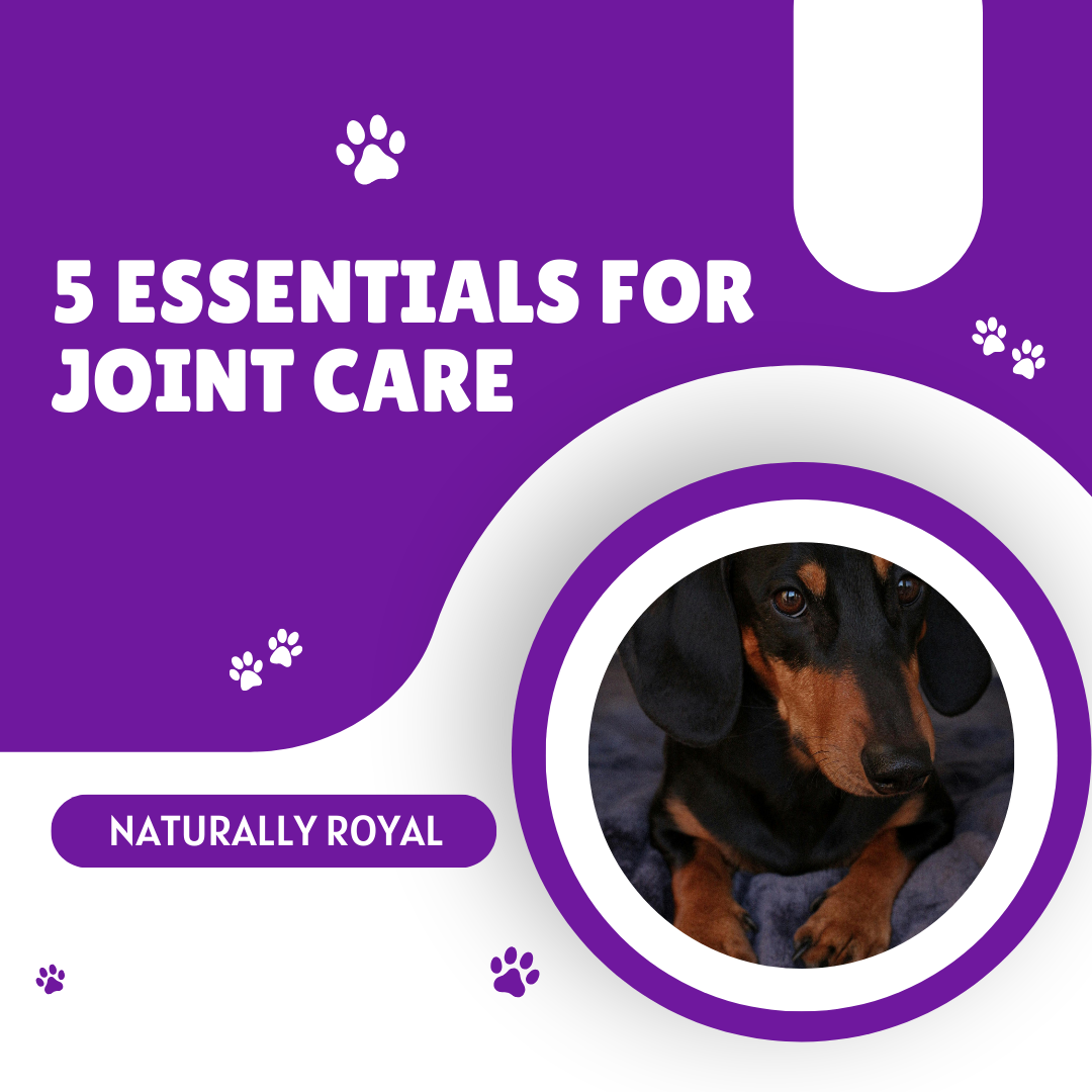 5 Essentials for Joint Support