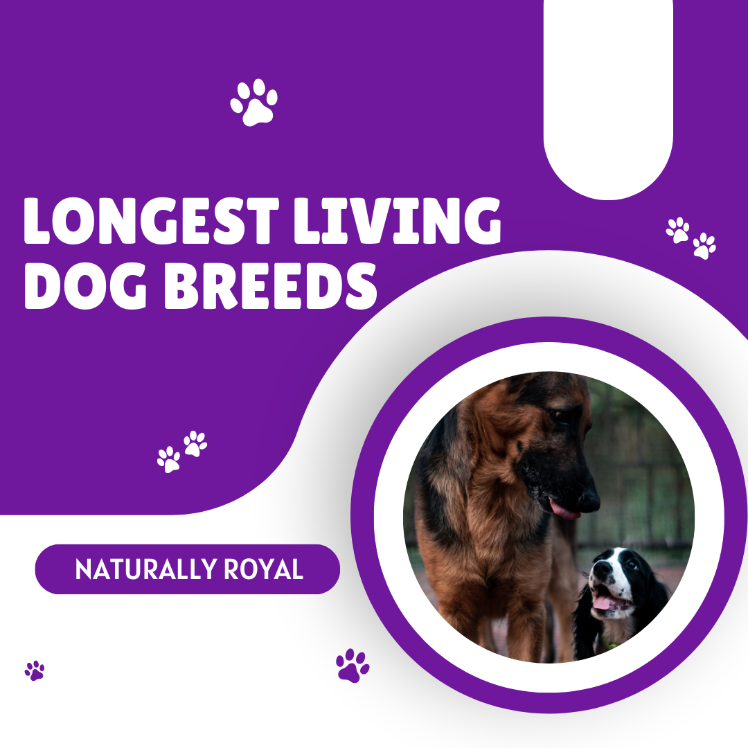 Dog Breeds With Long Life Spans