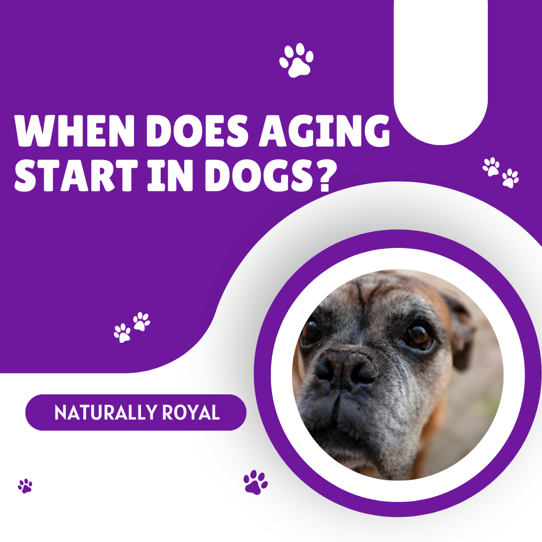 When Does Aging Start in Dogs?
