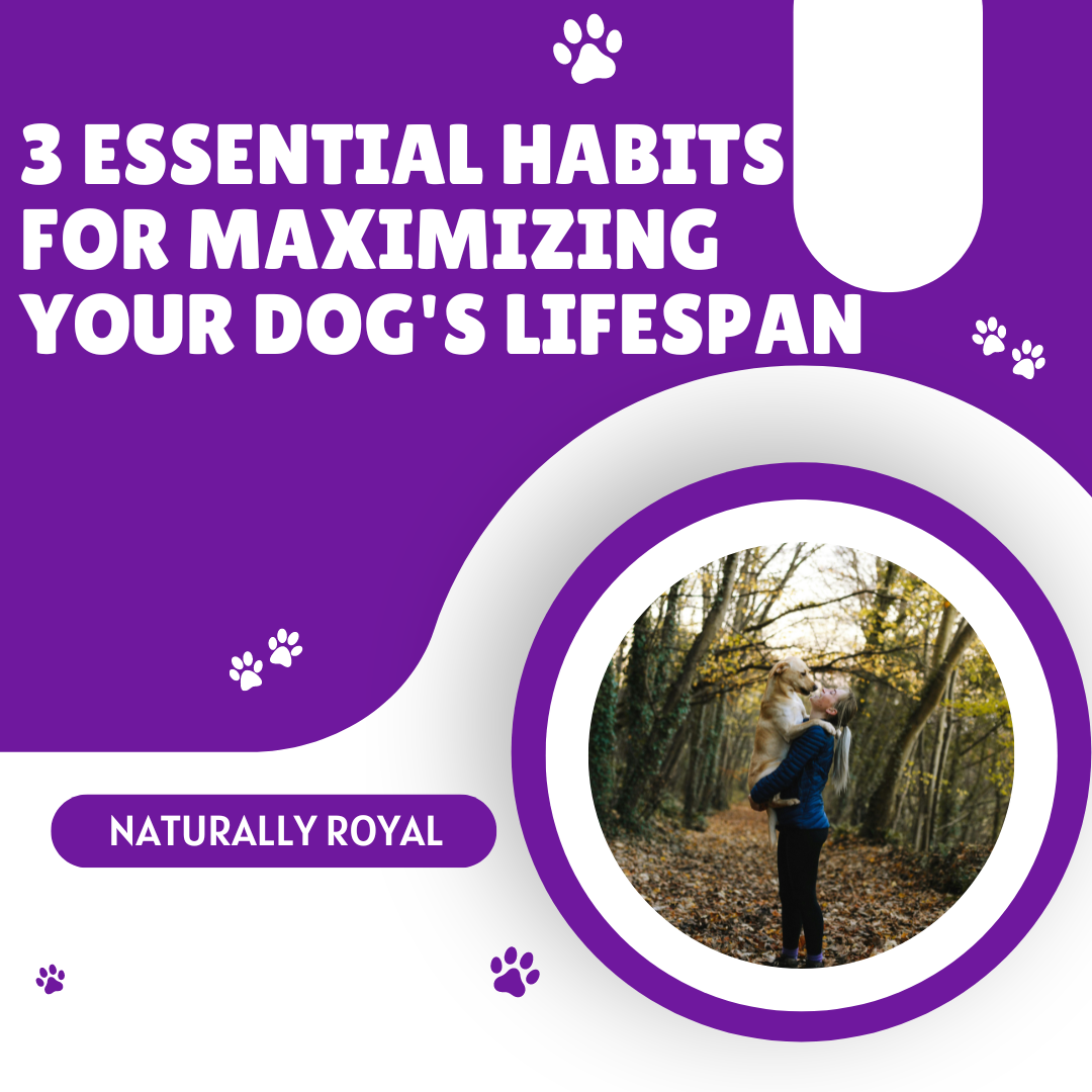 3 Essential Habits for Maximizing Your Dog's Lifespan