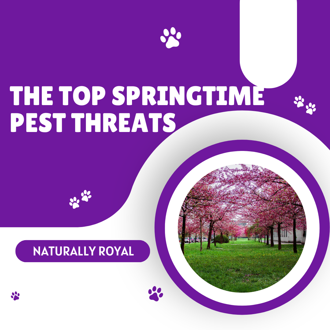 The Top Springtime Pest Threats