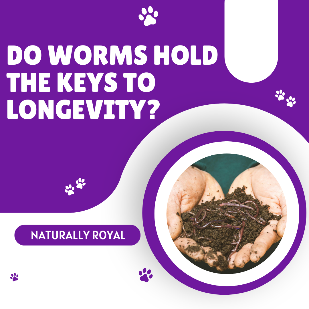 Do Worms Hold the Keys to Longevity?