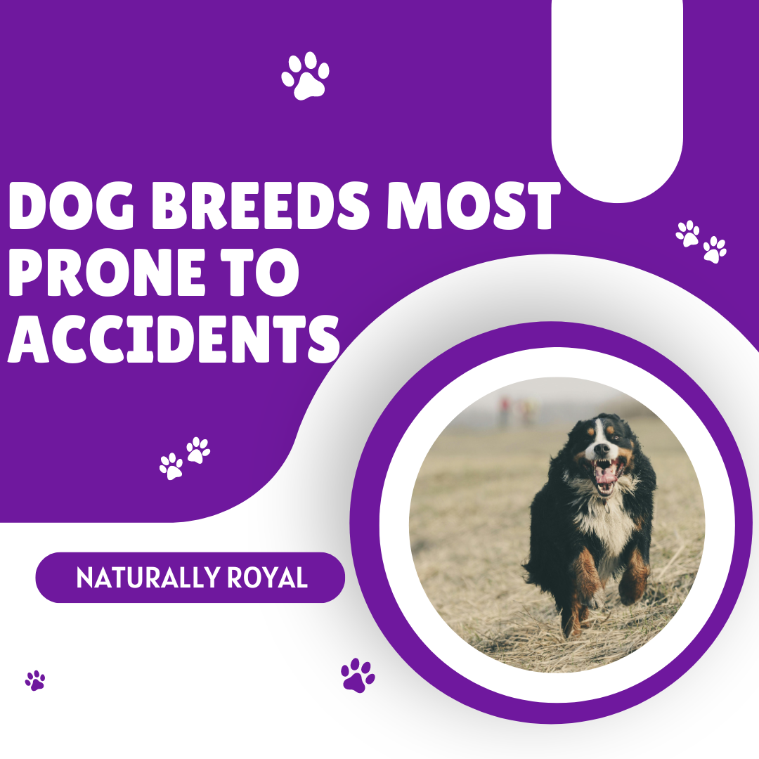 Dog Breeds Most Prone to Accidents