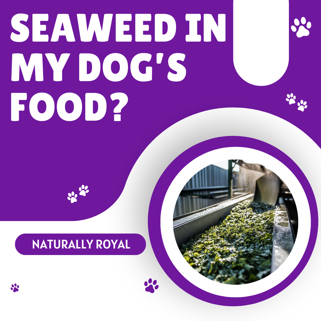 Seaweed in My Dog’s Food?