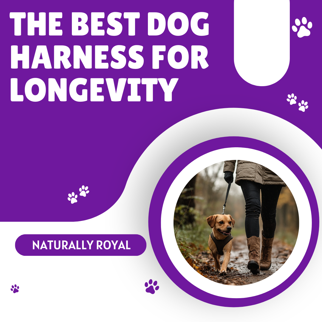 The Best Dog Harness for Longevity