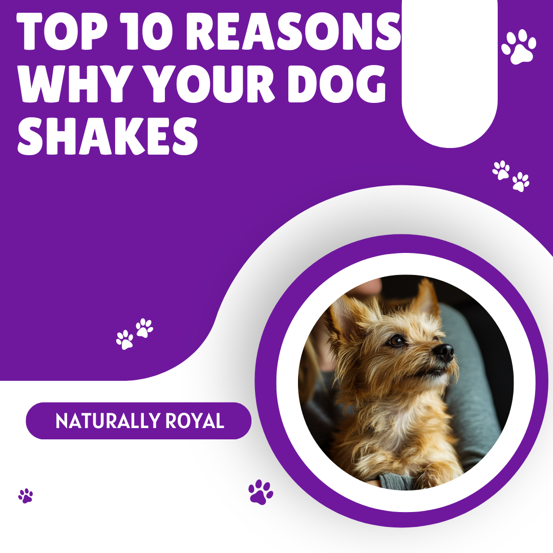 Top 10 Reasons Why Your Dog Shakes