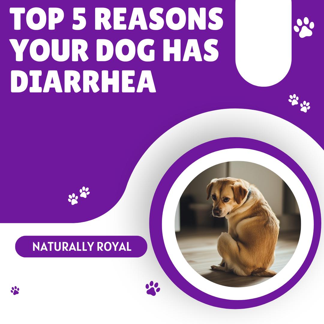 Top 5 Reasons Your Dog Has Diarrhea