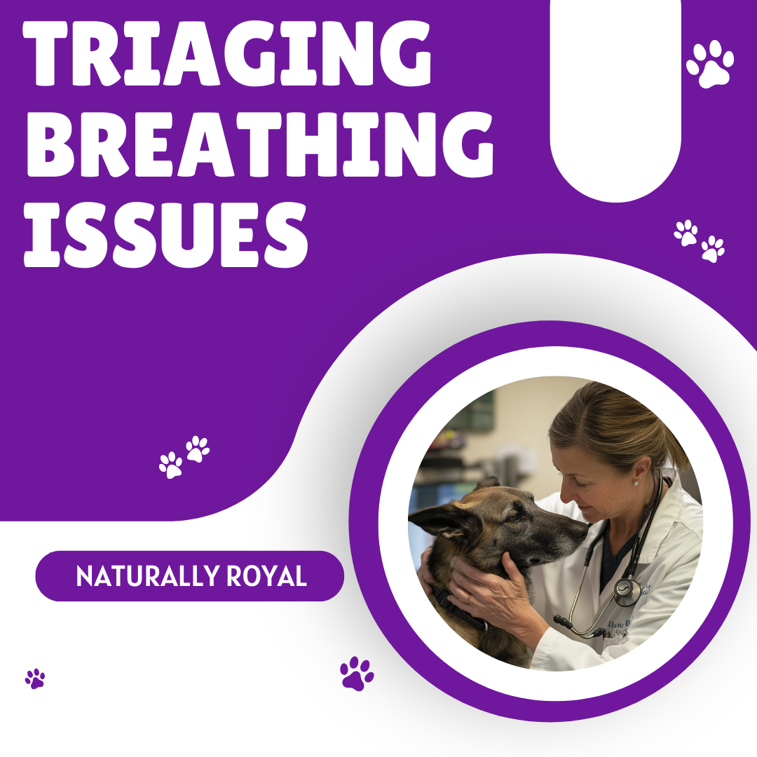 Triaging Breathing Issues in Dogs