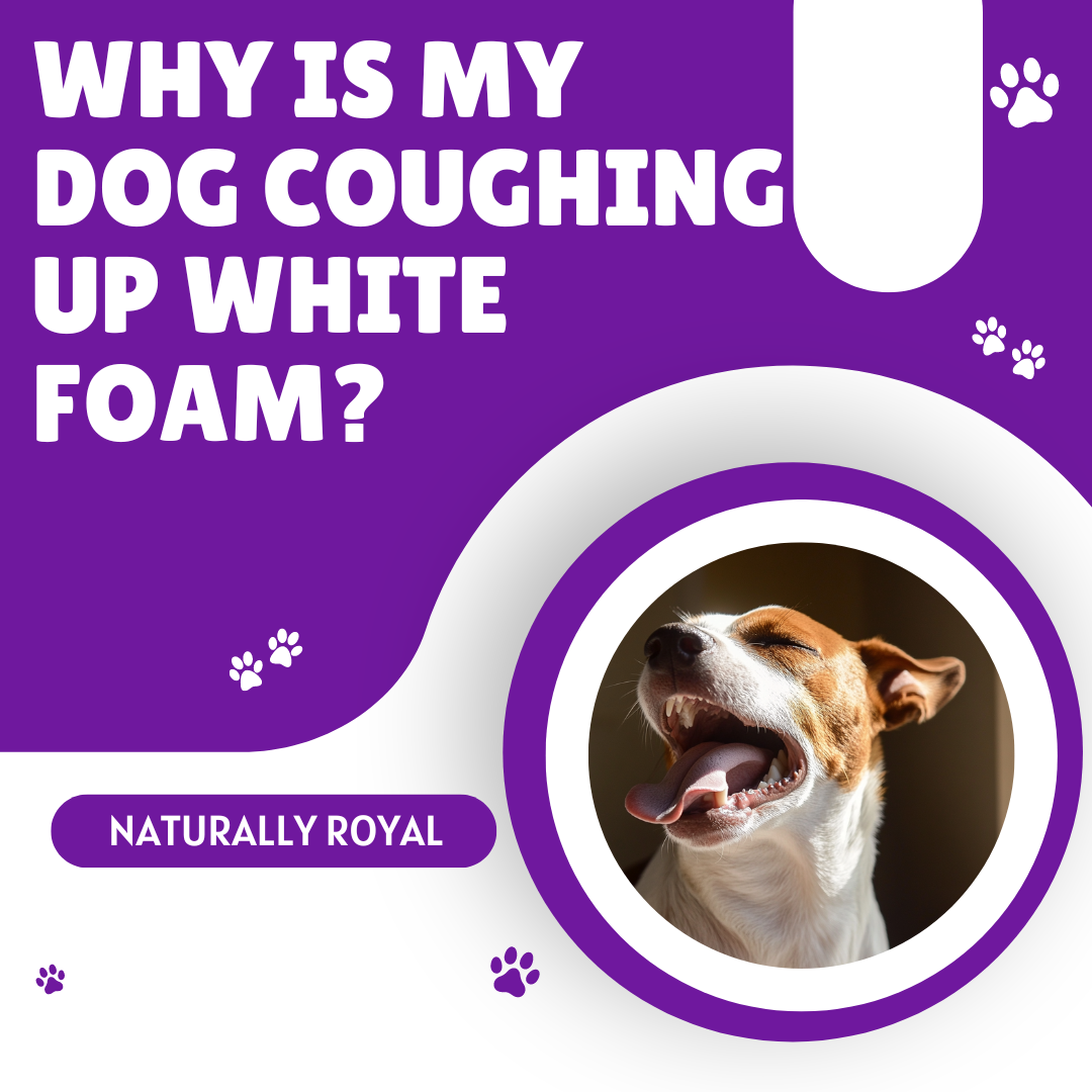 Why Is My Dog Coughing Up White Foam?